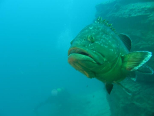 Pez bajo el agua